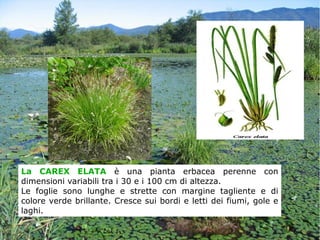 La CAREX ELATA è una pianta erbacea perenne con
dimensioni variabili tra i 30 e i 100 cm di altezza.
Le foglie sono lunghe e strette con margine tagliente e di
colore verde brillante. Cresce sui bordi e letti dei fiumi, gole e
laghi.
 