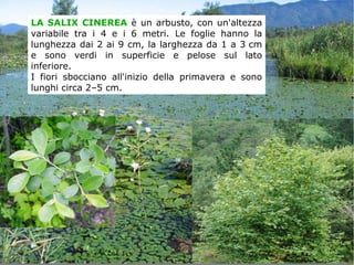 LA SALIX CINEREA è un arbusto, con un'altezza
variabile tra i 4 e i 6 metri. Le foglie hanno la
lunghezza dai 2 ai 9 cm, la larghezza da 1 a 3 cm
e sono verdi in superficie e pelose sul lato
inferiore.
I fiori sbocciano all'inizio della primavera e sono
lunghi circa 2–5 cm.
 