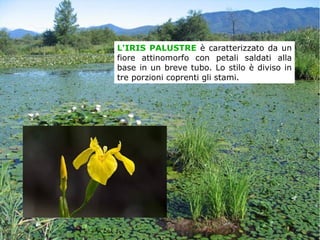 L'IRIS PALUSTRE è caratterizzato da un
fiore attinomorfo con petali saldati alla
base in un breve tubo. Lo stilo è diviso in
tre porzioni coprenti gli stami.
 