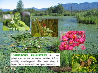 L'HIBISCUS PALUSTRIS è una
pianta erbacea perenne dotate di fusti
eretti, semilegnosi alla base che, in
inverno, si seccano completamente.
 