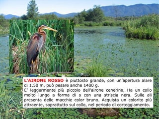 L'AIRONE ROSSO è piuttosto grande, con un’apertura alare
di 1,50 m, può pesare anche 1400 g.
E’ leggermente più piccolo dell’airone cenerino. Ha un collo
molto lungo a forma di s con una striscia nera. Sulle ali
presenta delle macchie color bruno. Acquista un colorito più
attraente, soprattutto sul collo, nel periodo di corteggiamento.
 