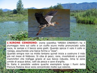 L'AIRONE CENERINO: (nome scientifico "ARDEA CINEREA") ha il
piumaggio nero sul collo e un ciuffo scuro molto pronunciato sulla
nuca, le zampe e il becco sono gialli. Quando spicca il volo il collo si
ripiega, assumendo una tipica forma a "esse".
Quando emigra non va molto lontano quindi inizia a costruire il nido
già nel mese di febbraio. Si ciba di pesci, rane, invertebrati e piccoli
mammiferi che trafigge grazie al suo becco robusto. Ama le zone
umide di acqua dolce, valli da pesca e cave d'argilla.
In Italia è possibile vedere quache esemplare lungo i fiumi della
Pianura Padana dove sono concentrate molte sue colonie.
 