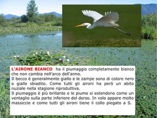 L'AIRONE BIANCO ha il piumaggio completamente bianco
che non cambia nell'arco dell'anno.
Il becco è generalmente giallo e le zampe sono di colore nero
o giallo sbiadito. Come tutti gli aironi ha però un abito
nuziale nella stagione riproduttiva.
Il piumaggio è più brillante e le piume si estendono come un
ventaglio sulla parte inferiore del dorso. In volo appare molto
massiccio e come tutti gli aironi tiene il collo piegato a S.
 