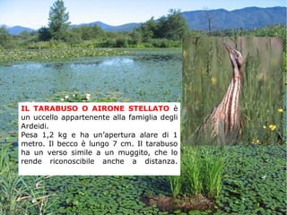 IL TARABUSO O AIRONE STELLATO è
un uccello appartenente alla famiglia degli
Ardeidi.
Pesa 1,2 kg e ha un’apertura alare di 1
metro. Il becco è lungo 7 cm. Il tarabuso
ha un verso simile a un muggito, che lo
rende riconoscibile anche a distanza.
 