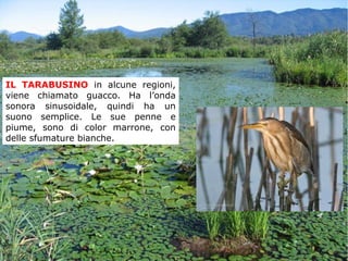 IL TARABUSINO in alcune regioni,
viene chiamato guacco. Ha l’onda
sonora sinusoidale, quindi ha un
suono semplice. Le sue penne e
piume, sono di color marrone, con
delle sfumature bianche.
 