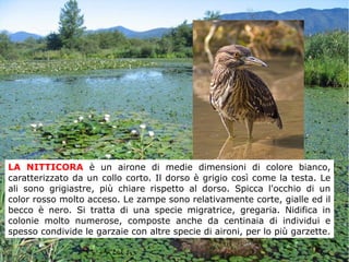 LA NITTICORA è un airone di medie dimensioni di colore bianco,
caratterizzato da un collo corto. Il dorso è grigio così come la testa. Le
ali sono grigiastre, più chiare rispetto al dorso. Spicca l'occhio di un
color rosso molto acceso. Le zampe sono relativamente corte, gialle ed il
becco è nero. Si tratta di una specie migratrice, gregaria. Nidifica in
colonie molto numerose, composte anche da centinaia di individui e
spesso condivide le garzaie con altre specie di aironi, per lo più garzette.
 