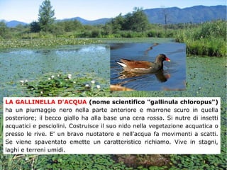 LA GALLINELLA D'ACQUA (nome scientifico "gallinula chloropus")
ha un piumaggio nero nella parte anteriore e marrone scuro in quella
posteriore; il becco giallo ha alla base una cera rossa. Si nutre di insetti
acquatici e pesciolini. Costruisce il suo nido nella vegetazione acquatica o
presso le rive. E' un bravo nuotatore e nell'acqua fa movimenti a scatti.
Se viene spaventato emette un caratteristico richiamo. Vive in stagni,
laghi e terreni umidi.
 