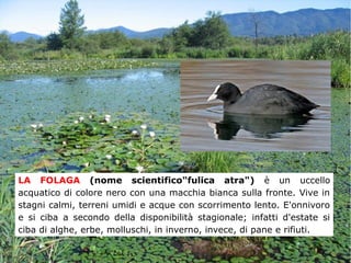 LA FOLAGA (nome scientifico"fulica atra") è un uccello
acquatico di colore nero con una macchia bianca sulla fronte. Vive in
stagni calmi, terreni umidi e acque con scorrimento lento. E'onnivoro
e si ciba a secondo della disponibilità stagionale; infatti d'estate si
ciba di alghe, erbe, molluschi, in inverno, invece, di pane e rifiuti.
 