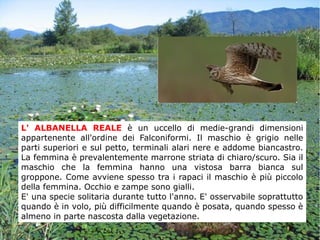 L' ALBANELLA REALE è un uccello di medie-grandi dimensioni
appartenente all'ordine dei Falconiformi. Il maschio è grigio nelle
parti superiori e sul petto, terminali alari nere e addome biancastro.
La femmina è prevalentemente marrone striata di chiaro/scuro. Sia il
maschio che la femmina hanno una vistosa barra bianca sul
groppone. Come avviene spesso tra i rapaci il maschio è più piccolo
della femmina. Occhio e zampe sono gialli.
E' una specie solitaria durante tutto l'anno. E' osservabile soprattutto
quando è in volo, più difficilmente quando è posata, quando spesso è
almeno in parte nascosta dalla vegetazione.
 
