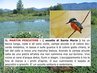 IL MARTIN PESCATORE : ( uccello di Santa Maria ) ha un
becco lungo, coda e ali sono corte, zampe piccole e di colore blu-
verde metallico, in basso e sulle guance è di colore giallo chiaro, ai
lati del collo si trova una macchia bianca. Avendo le zampe piccole
salta da una pietra all'altra ma non cammina mai sul terreno. Vive
vicino ai corsi d'acqua dolce, fiumi e stagni. L'accoppiamento è tra la
fine di marzo e i primi d'aprile. Il suo nutrimento è basato di
pesciolini e granchi. E' un uccello solitario e sedentario.
 