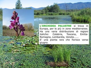 L'ORCHIDEA PALUSTRE si trova in
Europa, per lo più in zone mediterranee.
Ha una varia distribuzione di regioni
italiche: Calabria, Toscana, Emilia-
Romagna, Lombardia, Veneto…….
E’ una pianta rara che fiorisce verso
giugno.
 