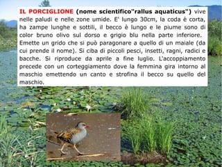 IL PORCIGLIONE (nome scientifico"rallus aquaticus") vive
nelle paludi e nelle zone umide. E' lungo 30cm, la coda è corta,
ha zampe lunghe e sottili, il becco è lungo e le piume sono di
color bruno olivo sul dorso e grigio blu nella parte inferiore.
Emette un grido che si può paragonare a quello di un maiale (da
cui prende il nome). Si ciba di piccoli pesci, insetti, ragni, radici e
bacche. Si riproduce da aprile a fine luglio. L'accoppiamento
precede con un corteggiamento dove la femmina gira intorno al
maschio emettendo un canto e strofina il becco su quello del
maschio.
 