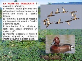 LA MORETTA TABACCATA è
un’anatra tuffatrice.
Il maschio adulto presenta una
colorazione castano carico con il
dorso più scuro e l'occhio
bianco.
La femmina è simile al maschio
ma ha colori più spenti e l'occhio
è castano scuro.
Il loro habitat è la palude e i
laghi con acque profonde un
metro o più.
La Moretta Tabaccata si nutre di
piante acquatiche, molluschi,
insetti acquatici e piccoli pesci.
 