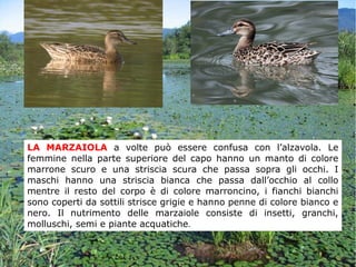 LA MARZAIOLA a volte può essere confusa con l’alzavola. Le
femmine nella parte superiore del capo hanno un manto di colore
marrone scuro e una striscia scura che passa sopra gli occhi. I
maschi hanno una striscia bianca che passa dall’occhio al collo
mentre il resto del corpo è di colore marroncino, i fianchi bianchi
sono coperti da sottili strisce grigie e hanno penne di colore bianco e
nero. Il nutrimento delle marzaiole consiste di insetti, granchi,
molluschi, semi e piante acquatiche.
 