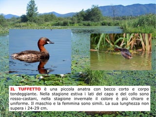 IL TUFFETTO è una piccola anatra con becco corto e corpo
tondeggiante. Nella stagione estiva i lati del capo e del collo sono
rosso-castani, nella stagione invernale il colore è più chiaro e
uniforme. Il maschio e la femmina sono simili. La sua lunghezza non
supera i 24-29 cm.
 
