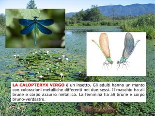 LA CALOPTERYX VIRGO è un insetto. Gli adulti hanno un manto
con colorazioni metalliche differenti nei due sessi. Il maschio ha ali
brune e corpo azzurro metallico. La femmina ha ali brune e corpo
bruno-verdastro.
 