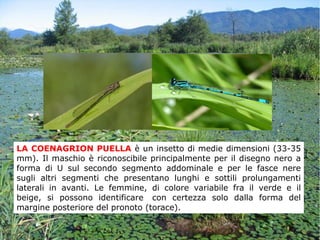 LA COENAGRION PUELLA è un insetto di medie dimensioni (33-35
mm). Il maschio è riconoscibile principalmente per il disegno nero a
forma di U sul secondo segmento addominale e per le fasce nere
sugli altri segmenti che presentano lunghi e sottili prolungamenti
laterali in avanti. Le femmine, di colore variabile fra il verde e il
beige, si possono identificare con certezza solo dalla forma del
margine posteriore del pronoto (torace).
 