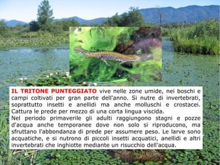 IL TRITONE PUNTEGGIATO vive nelle zone umide, nei boschi e
campi coltivati per gran parte dell'anno. Si nutre di invertebrati,
soprattutto insetti e anellidi ma anche molluschi e crostacei.
Cattura le prede per mezzo di una corta lingua viscida.
Nel periodo primaverile gli adulti raggiungono stagni e pozze
d'acqua anche temporanee dove non solo si riproducono, ma
sfruttano l'abbondanza di prede per assumere peso. Le larve sono
acquatiche, e si nutrono di piccoli insetti acquatici, anellidi e altri
invertebrati che inghiotte mediante un risucchio dell'acqua.
 