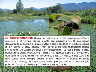 IL CERVO VOLANTE (Lucanus cervus) è il più grosso coleottero
europeo e al tempo stesso quello più affascinante. Il suo nome
deriva dalla presenza di due strutture che ricordano in parte le corna
di un cervo e che, invece, non sono altro che mandibole molto
sviluppate, utilizzate durante i combattimenti. La cosa buffa è che,
nonostante siano mandibole, i maschi di questa specie di coleottero
non sono in grado di ferire mordendo. Infatti, i muscoli attaccati alle
loro corna sono troppo deboli e non riescono a muoverle! Nelle
femmine, invece, le mandibole sono più piccole e i muscoli più
potenti. Dunque riesce a pizzicare e a sminuzzare.
 