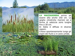 LA MAZZASORDA arriva ad
essere alta anche 250 cm. Le
spighe cilindriche marroni ed a
forma di salsiccia sono lunghe
fino a 30 cm.
In Italia è diffusa in diverse
regioni.
Cresce spontaneamente lungo gli
argini dei fiumi o in zone umide.
 