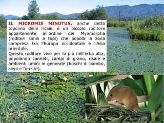 IL MICROMIS MINUTUS, anche detto
topolino delle risaie, è un piccolo roditore
appartenente all'ordine dei Myomorpha
(roditori simili a topi) che popola la zona
compresa tra l'Europa occidentale e l'Asia
orientale.
Questo roditore vive per lo più nell'erba alta,
popolando canneti, campi di grano, risaie e
ambienti umidi in generale (boschi di bambù,
siepi e foreste).
 