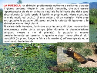 LA PUZZOLA ha abitudini prettamente notturne e solitarie: durante
il giorno cercano rifugio in una cavità tranquilla, che può essere
rappresentata sia da un anfratto naturale fra le rocce che dalla tana
abbandonata (o dalla quale il legittimo proprietario viene scacciato
in malo modo od ucciso) di una volpe o di un coniglio. Nelle aree
antropizzate le puzzole utilizzano anche le cataste di legname o le
abitazioni come rifugi diurni.
Al calare delle tenebre, l'animale esce in cerca di cibo, muovendosi
velocemente sulle corte zampe (che durante la deambulazione
vengono mosse a mo' di planata): la puzzola si muove
prevalentemente sul terreno, in quanto è assai meno atta di altri
mustelidi (in primo luogo la faina e la martora) all'arrampicata ed al
movimento fra le fronde.
 