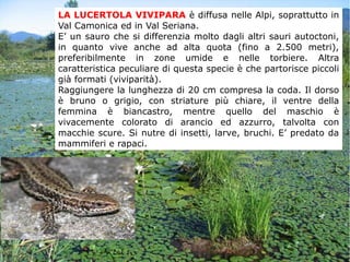 LA LUCERTOLA VIVIPARA è diffusa nelle Alpi, soprattutto in
Val Camonica ed in Val Seriana.
E’ un sauro che si differenzia molto dagli altri sauri autoctoni,
in quanto vive anche ad alta quota (fino a 2.500 metri),
preferibilmente in zone umide e nelle torbiere. Altra
caratteristica peculiare di questa specie è che partorisce piccoli
già formati (viviparità).
Raggiungere la lunghezza di 20 cm compresa la coda. Il dorso
è bruno o grigio, con striature più chiare, il ventre della
femmina è biancastro, mentre quello del maschio è
vivacemente colorato di arancio ed azzurro, talvolta con
macchie scure. Si nutre di insetti, larve, bruchi. E’ predato da
mammiferi e rapaci.
 