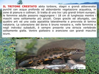 IL TRITONE CRESTATO abita torbiere, stagni e grandi abbeveratoi
purché con acqua profonda ed abbondante vegetazione acquatica, in
zone di pianura e collinari. Si tratta di uno tra i più grandi tritoni europei;
le femmine adulte possono raggiungere i 18 cm di lunghezza mentre i
maschi sono solitamente più piccoli. Corpo gracile ed allungato, con
quattro arti ed una coda appiattita lateralmente e provvista di lamina
natatoria. La colorazione del dorso è bruno nerastra e, nelle femmine e
negli individui subadulti, è sempre presente una striscia vertebrale
solitamente gialla. Ventre giallastro o arancione con grandi macchie
scure.
 