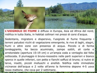 L'USIGNOLO DI FIUME è diffuso in Europa, Asia ed Africa del nord;
nidifica in tutta Italia, in habitat collinari nei pressi di corsi d'acqua.
Sedentario, migratore e dispersivo, l’usignolo di fiume frequenta i
terreni paludosi ricchi di vegetazione emergente, le rive di laghi, stagni,
fiumi e altre zone con presenza di acqua. Piccolo e di forma
tondeggiante, ha becco acuminato, zampe sottili, ali corte e
arrotondate (apertura 15-19 cm) e un’ampia coda a ventaglio dal folto
sottocoda. Il piumaggio è bruno-rossastro nelle parti superiori e bianco
sporco in quelle inferiori, con petto e fianchi soffusi di bruno; si nutre di
larve, insetti, piccoli molluschi e anellidi. Nidifica nelle immediate
vicinanze dell’acqua e 2 volte all’anno la femmina depone 4-5 uova
rosso mattone, che cova per 2 settimane.
 