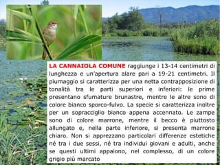LA CANNAIOLA COMUNE raggiunge i 13-14 centimetri di
lunghezza e un’apertura alare pari a 19-21 centimetri. Il
piumaggio si caratterizza per una netta contrapposizione di
tonalità tra le parti superiori e inferiori: le prime
presentano sfumature brunastre, mentre le altre sono di
colore bianco sporco-fulvo. La specie si caratterizza inoltre
per un sopracciglio bianco appena accennato. Le zampe
sono di colore marrone, mentre il becco è piuttosto
allungato e, nella parte inferiore, si presenta marrone
chiaro. Non si apprezzano particolari differenze estetiche
né tra i due sessi, né tra individui giovani e adulti, anche
se questi ultimi appaiono, nel complesso, di un colore
grigio più marcato
 