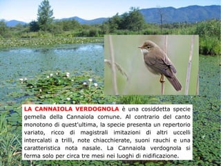 LA CANNAIOLA VERDOGNOLA è una cosiddetta specie
gemella della Cannaiola comune. Al contrario del canto
monotono di quest'ultima, la specie presenta un repertorio
variato, ricco di magistrali imitazioni di altri uccelli
intercalati a trilli, note chiacchierate, suoni rauchi e una
caratteristica nota nasale. La Cannaiola verdognola si
ferma solo per circa tre mesi nei luoghi di nidificazione.
 
