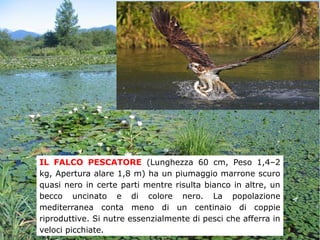 IL FALCO PESCATORE (Lunghezza 60 cm, Peso 1,4–2
kg, Apertura alare 1,8 m) ha un piumaggio marrone scuro
quasi nero in certe parti mentre risulta bianco in altre, un
becco uncinato e di colore nero. La popolazione
mediterranea conta meno di un centinaio di coppie
riproduttive. Si nutre essenzialmente di pesci che afferra in
veloci picchiate.
 