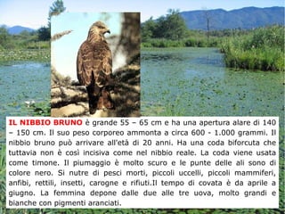 IL NIBBIO BRUNO è grande 55 – 65 cm e ha una apertura alare di 140
– 150 cm. Il suo peso corporeo ammonta a circa 600 - 1.000 grammi. Il
nibbio bruno può arrivare all'età di 20 anni. Ha una coda biforcuta che
tuttavia non è così incisiva come nel nibbio reale. La coda viene usata
come timone. Il piumaggio è molto scuro e le punte delle ali sono di
colore nero. Si nutre di pesci morti, piccoli uccelli, piccoli mammiferi,
anfibi, rettili, insetti, carogne e rifiuti.Il tempo di covata è da aprile a
giugno. La femmina depone dalle due alle tre uova, molto grandi e
bianche con pigmenti aranciati.
 
