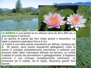 LA NINFEA è una pianta la cui altezza varia da 20 a 200 cm, il
ciclo biologico è perenne.
È un genere di piante dai fiori molto grandi e decorativi. Le
foglie si possono estendere fino a 8 cm.
La ninfea è una delle piante acquatiche più diffuse. Esistono più
di 50 specie, sono piante acquatiche galleggianti, tutta la
pianta si sviluppa completamente sommersa, e soltanto una
porzione delle radici rizomatose affonda nel terreno. La ninfea
è dotata di cavità che permettono il galleggiamento. Il fogliame
comincia il suo sviluppo completamente sommerso. In
primavera ed in estate, tra le foglie, sbocciano grandi fiori
bianchi.
 