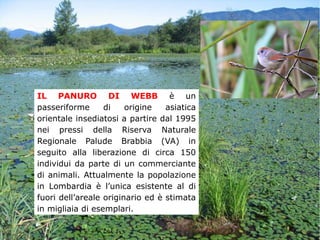 IL PANURO DI WEBB è un
passeriforme di origine asiatica
orientale insediatosi a partire dal 1995
nei pressi della Riserva Naturale
Regionale Palude Brabbia (VA) in
seguito alla liberazione di circa 150
individui da parte di un commerciante
di animali. Attualmente la popolazione
in Lombardia è l’unica esistente al di
fuori dell’areale originario ed è stimata
in migliaia di esemplari.
 