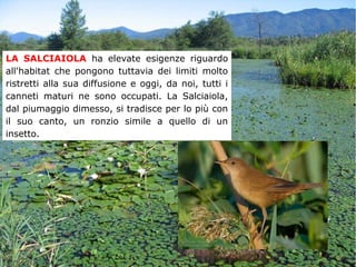 LA SALCIAIOLA ha elevate esigenze riguardo
all'habitat che pongono tuttavia dei limiti molto
ristretti alla sua diffusione e oggi, da noi, tutti i
canneti maturi ne sono occupati. La Salciaiola,
dal piumaggio dimesso, si tradisce per lo più con
il suo canto, un ronzio simile a quello di un
insetto.
 