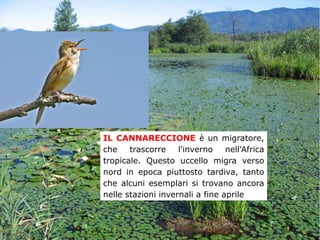 IL CANNARECCIONE è un migratore,
che trascorre l'inverno nell'Africa
tropicale. Questo uccello migra verso
nord in epoca piuttosto tardiva, tanto
che alcuni esemplari si trovano ancora
nelle stazioni invernali a fine aprile
 