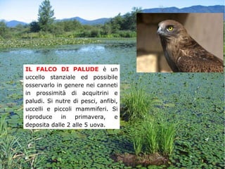 IL FALCO DI PALUDE è un
uccello stanziale ed possibile
osservarlo in genere nei canneti
in prossimità di acquitrini e
paludi. Si nutre di pesci, anfibi,
uccelli e piccoli mammiferi. Si
riproduce in primavera, e
deposita dalle 2 alle 5 uova.
 