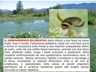 IL GRAPHODERUS BILINEATUS detto ditisco a due fasce ha corpo
ovale, liscio e lucido. Colorazione giallastra; testa con una linea scura
a forma di mezzaluna sulla fronte e due macchie subquadrate dietro
gli occhi, unite da una sottile fascia trasversa; pronoto con due fasce
nere, piuttosto sottili, lungo i bordi anteriore e posteriore; elitre
ricoperte uniformemente da una caratteristica marmoratura nera. E
zampe rossicce. Specie carnivora, l’adulto è predatore e necrofago e
la larva, nonostante le notevoli dimensioni (fino a 30 mm di
lunghezza), è specializzata nella caccia di piccoli organismi
planctonici ed è un’attiva nuotatrice grazie alle lunghe zampe
provviste di setole natatorie.
 
