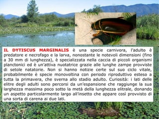 IL DYTISCUS MARGINALIS è una specie carnivora, l’adulto è
predatore e necrofago e la larva, nonostante le notevoli dimensioni (fino
a 30 mm di lunghezza), è specializzata nella caccia di piccoli organismi
planctonici ed è un’attiva nuotatrice grazie alle lunghe zampe provviste
di setole natatorie. Non si hanno notizie certe sul suo ciclo vitale,
probabilmente è specie monovoltina con periodo riproduttivo esteso a
tutta la primavera, che sverna allo stadio adulto. Curiosità: i lati delle
elitre degli adulti sono percorsi da un’espansione che raggiunge la sua
larghezza massima poco sotto la metà della lunghezza elitrale, donando
un aspetto particolarmente largo all’insetto che appare così provvisto di
una sorta di carena ai due lati.
 