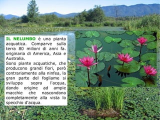 IL NELUMBO è una pianta
acquatica. Comparve sulla
terra 80 milioni di anni fa.
originaria di America, Asia e
Australia.
Sono piante acquatiche, che
producono grandi fiori, però
contrariamente alla ninfea, la
gran parte del fogliame si
sviluppa sopra l'acqua,
dando origine ad ampie
macchie che nascondono
completamente alla vista lo
specchio d'acqua.
 