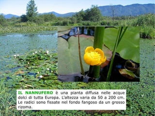 IL NANNUFERO è una pianta diffusa nelle acque
dolci di tutta Europa. L’altezza varia da 50 a 200 cm.
Le radici sono fissate nel fondo fangoso da un grosso
rizoma.
 