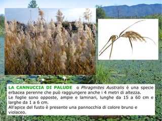 LA CANNUCCIA DI PALUDE o Phragmites Australis è una specie
erbacea perenne che può raggiungere anche i 4 metri di altezza.
Le foglie sono opposte, ampie e laminari, lunghe da 15 a 60 cm e
larghe da 1 a 6 cm.
All'apice del fusto è presente una pannocchia di colore bruno e
violaceo.
 