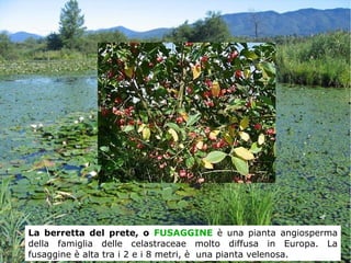 La berretta del prete, o FUSAGGINE è una pianta angiosperma
della famiglia delle celastraceae molto diffusa in Europa. La
fusaggine è alta tra i 2 e i 8 metri, è una pianta velenosa.
 
