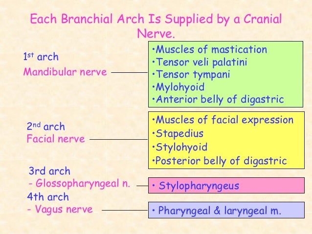 brachial arches and derivatives pharyngeal arches