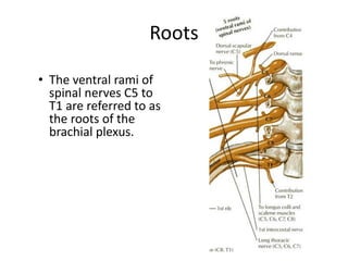Root Plexus Note on the nerves of the Brachial-Plexus. PDF | PDF