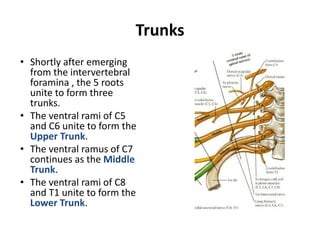 Note on the nerves of the Brachial-Plexus. PDF | PDF