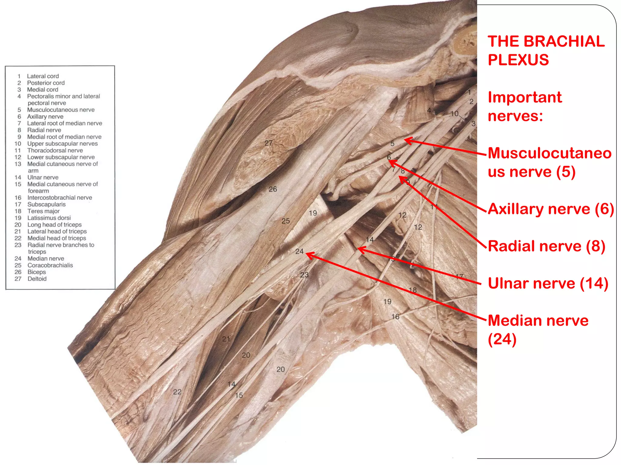 THE BRACHIAL
PLEXUS
Important
nerves:
Musculocutaneo
us nerve (5)
Axillary nerve (6)
Radial nerve (8)
Ulnar nerve (14)
Median nerve
(24)
 