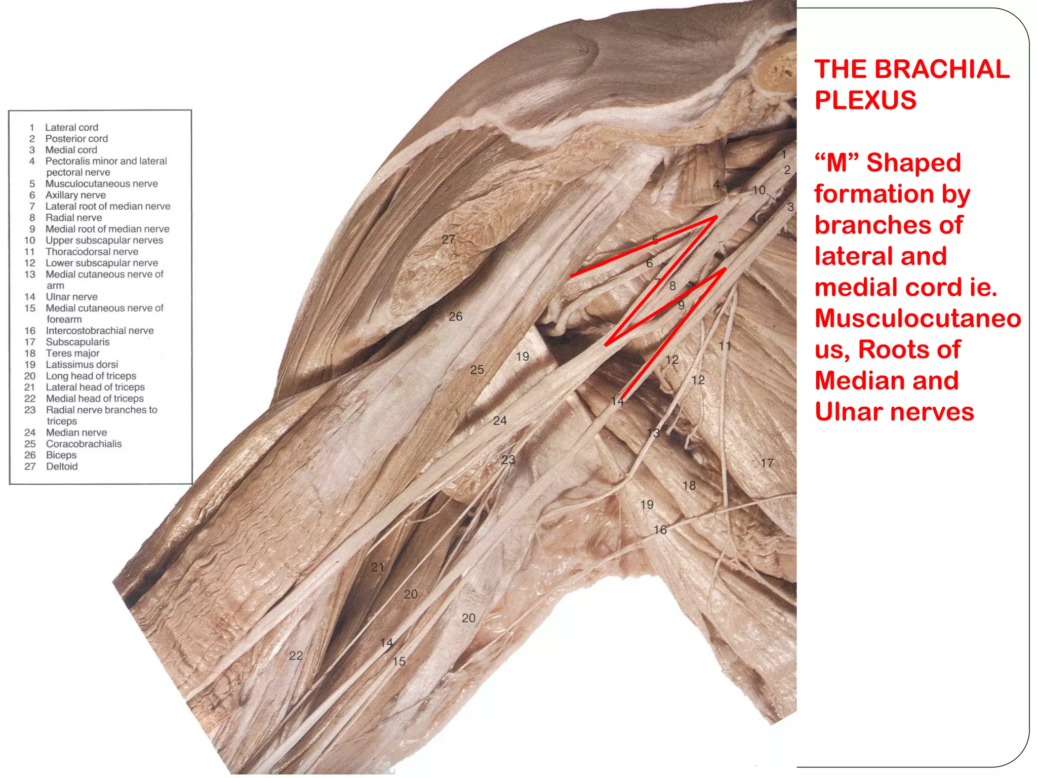 THE BRACHIAL
PLEXUS
“M” Shaped
formation by
branches of
lateral and
medial cord ie.
Musculocutaneo
us, Roots of
Median and
Ulnar nerves
 