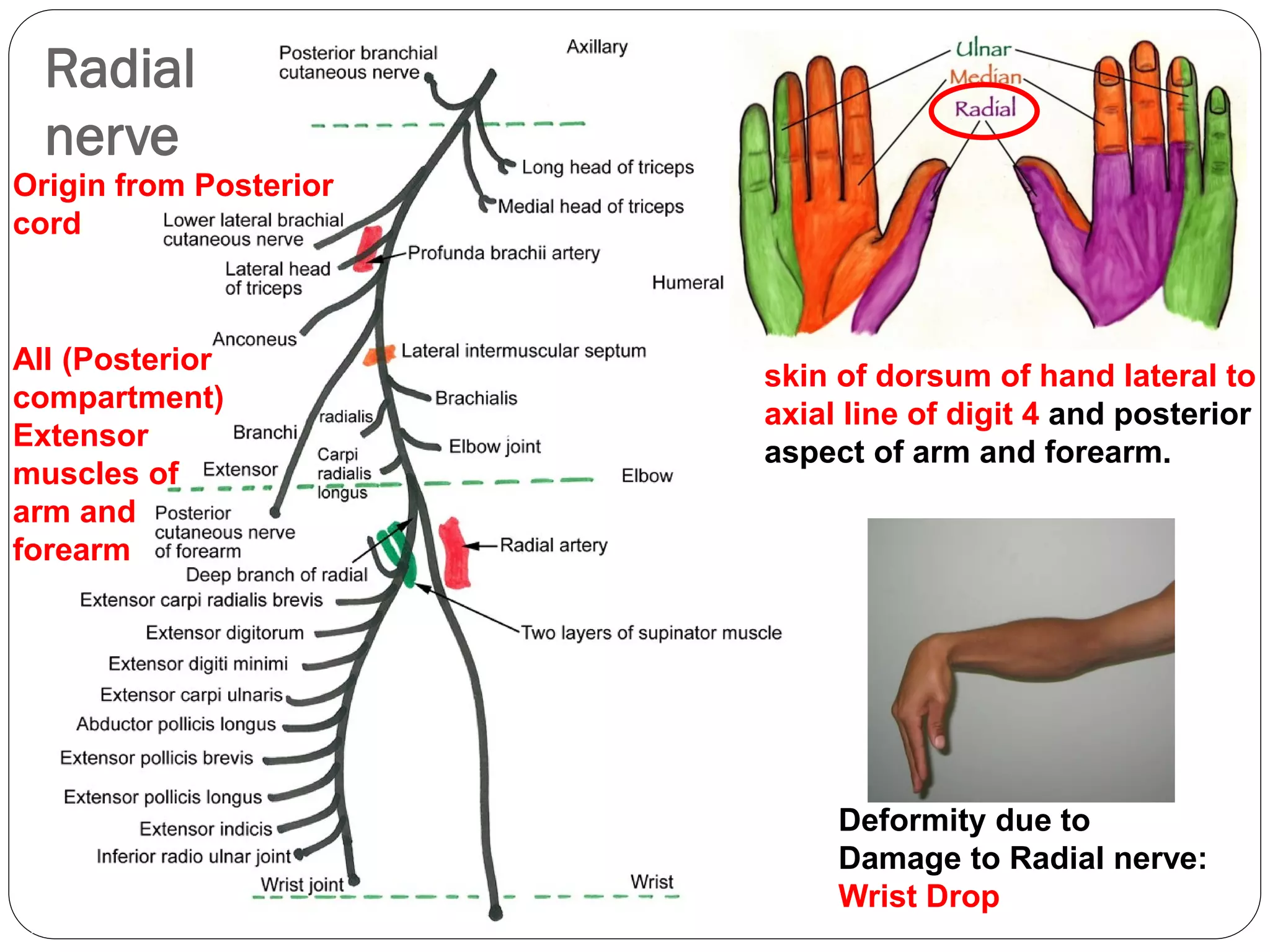 Radial
nerve
skin of dorsum of hand lateral to
axial line of digit 4 and posterior
aspect of arm and forearm.
Deformity due to
Damage to Radial nerve:
Wrist Drop
All (Posterior
compartment)
Extensor
muscles of
arm and
forearm
Origin from Posterior
cord
 